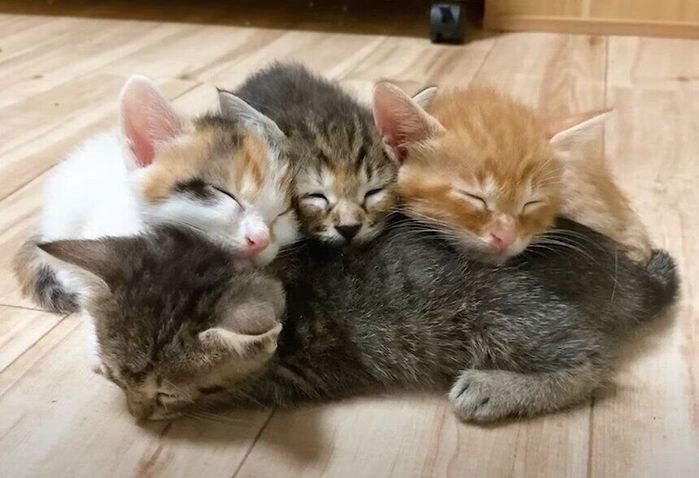 くっついて眠る子猫たち