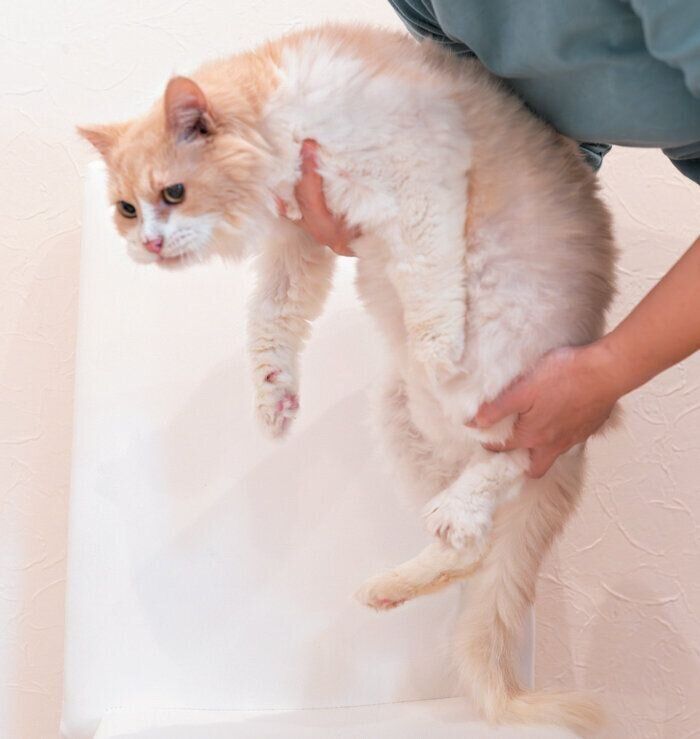 抱っこされる猫