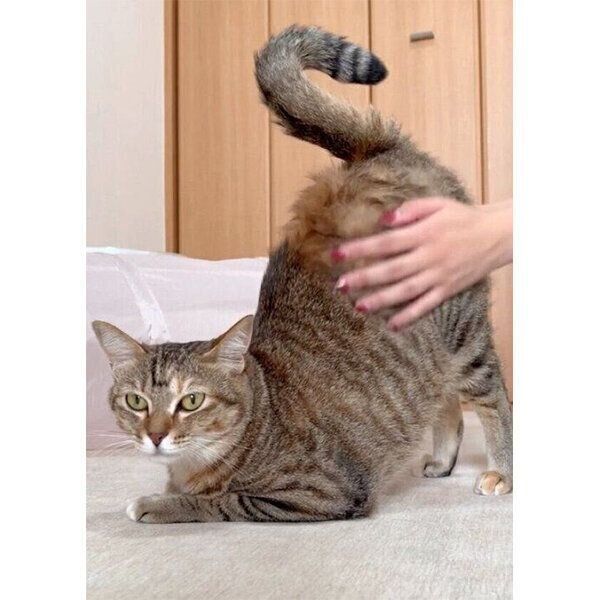 マッサージを堪能するつむぎちゃん