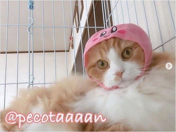 ねこのかぶりもの