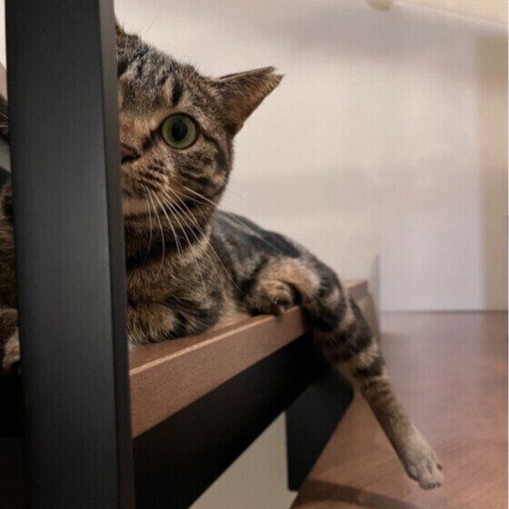 段の柱から顔を出すニコちゃん