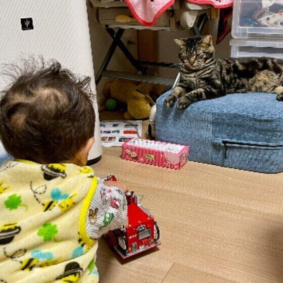 アメリカンショートヘアの茶々丸くん