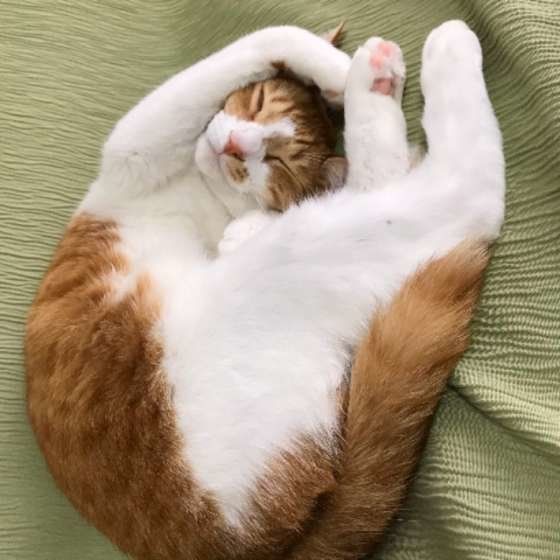 バレリーナのような、ゆきちゃん