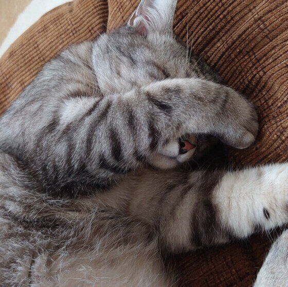 サバトラのオニキスちゃん