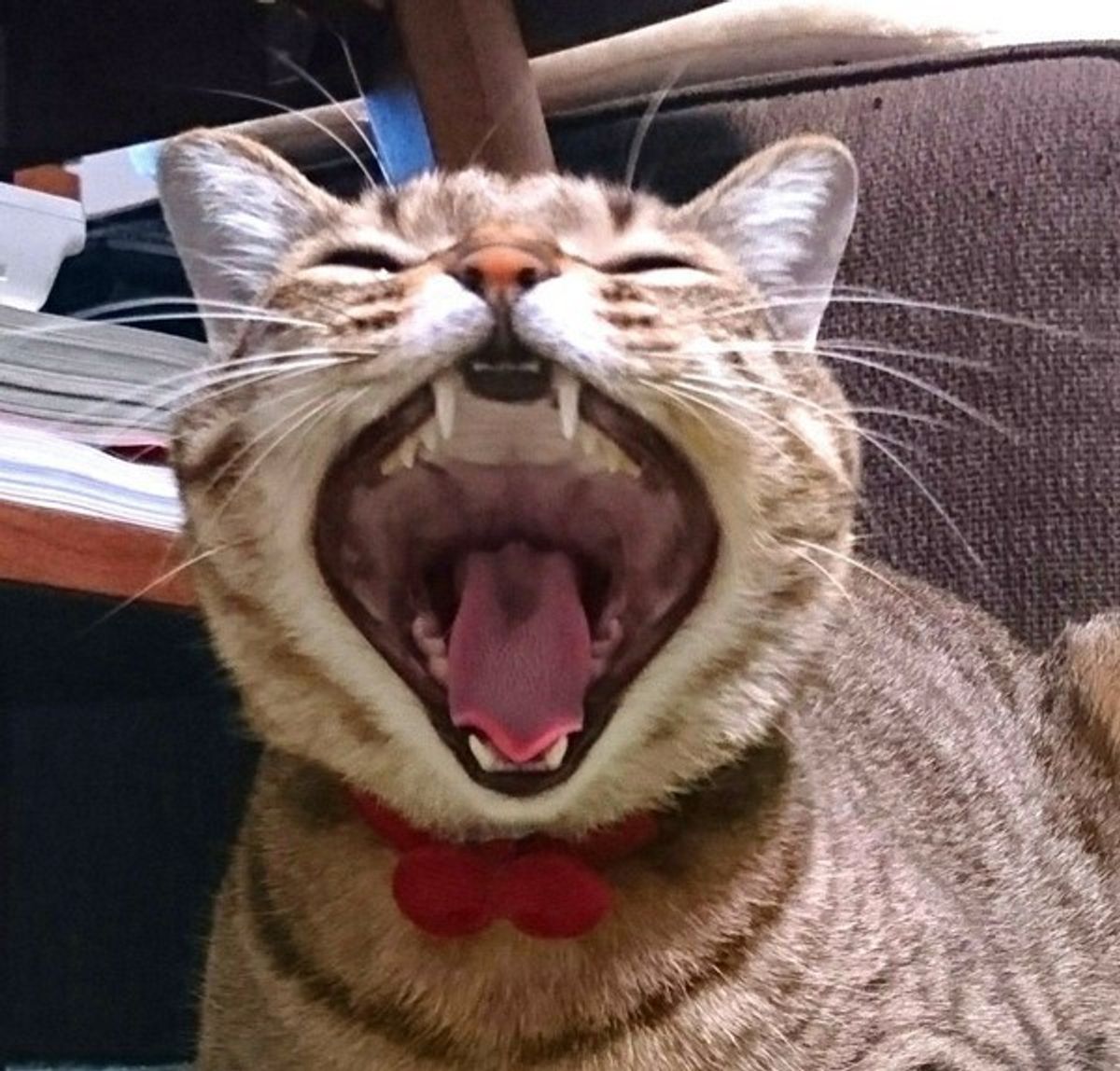 猫 の 口 の 中