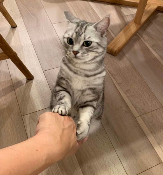 おねだりするアメリカンショートヘア