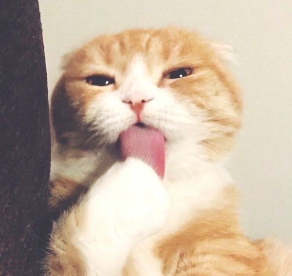 舌を出すスコティッシュフォールド