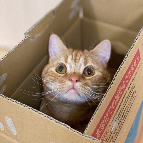 箱に入るスコティッシュフォールド（オス）