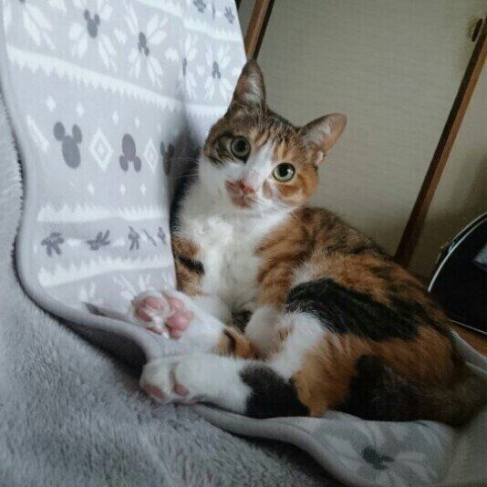 リラックスして座るミケ猫