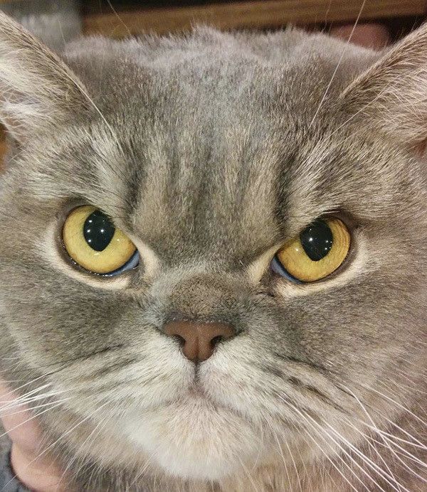 見つめるエキゾチックショートヘア