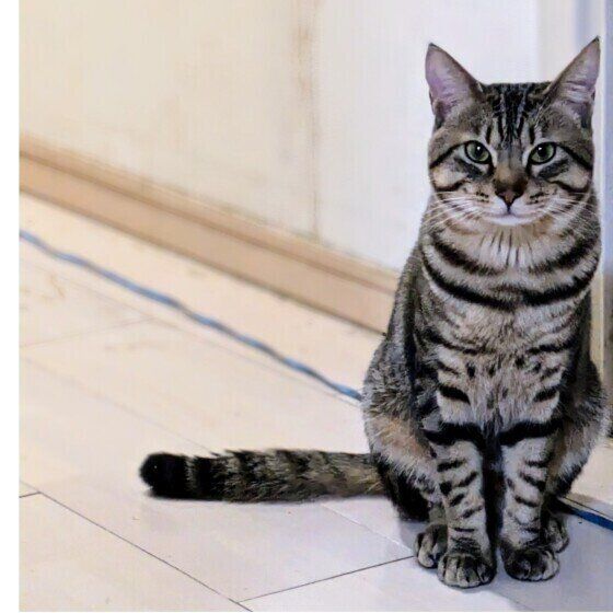 Mix（キジトラ）の九十九くん♪