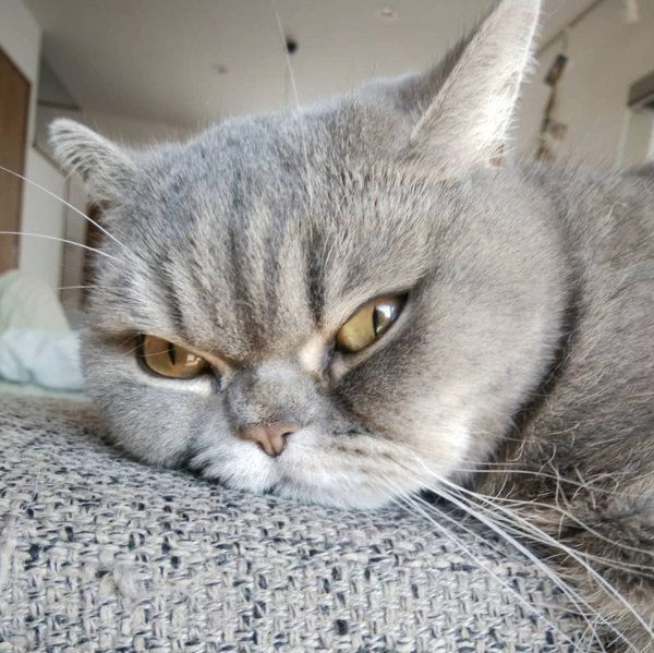 エキゾチックショートヘアのアドちゃん