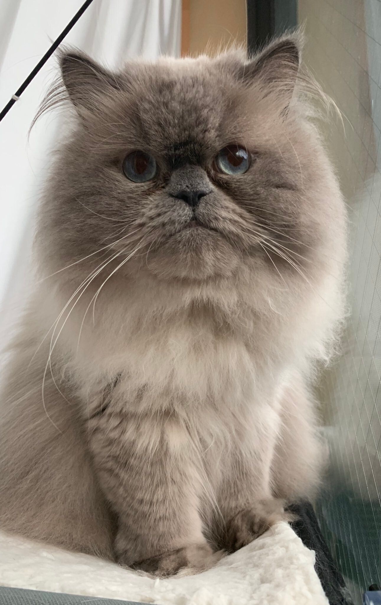 目を大きく開いているヒマラヤン