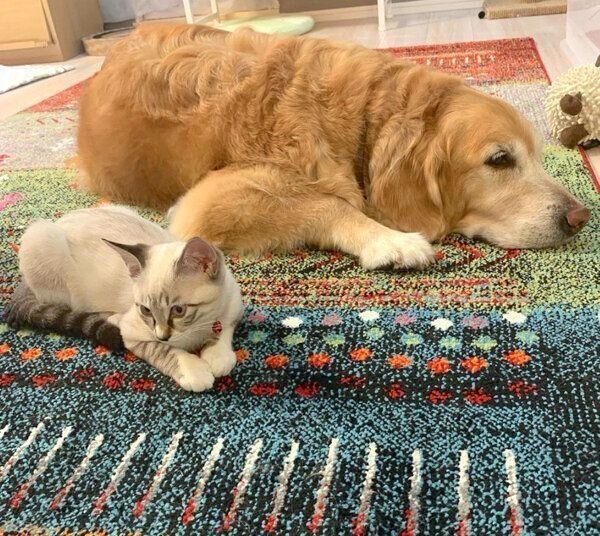 まったりするネルちゃんとオペルちゃん