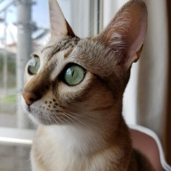 シンガプーラのかえでちゃん