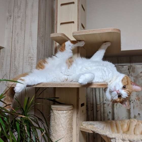 くつろぐスコティッシュフォールド