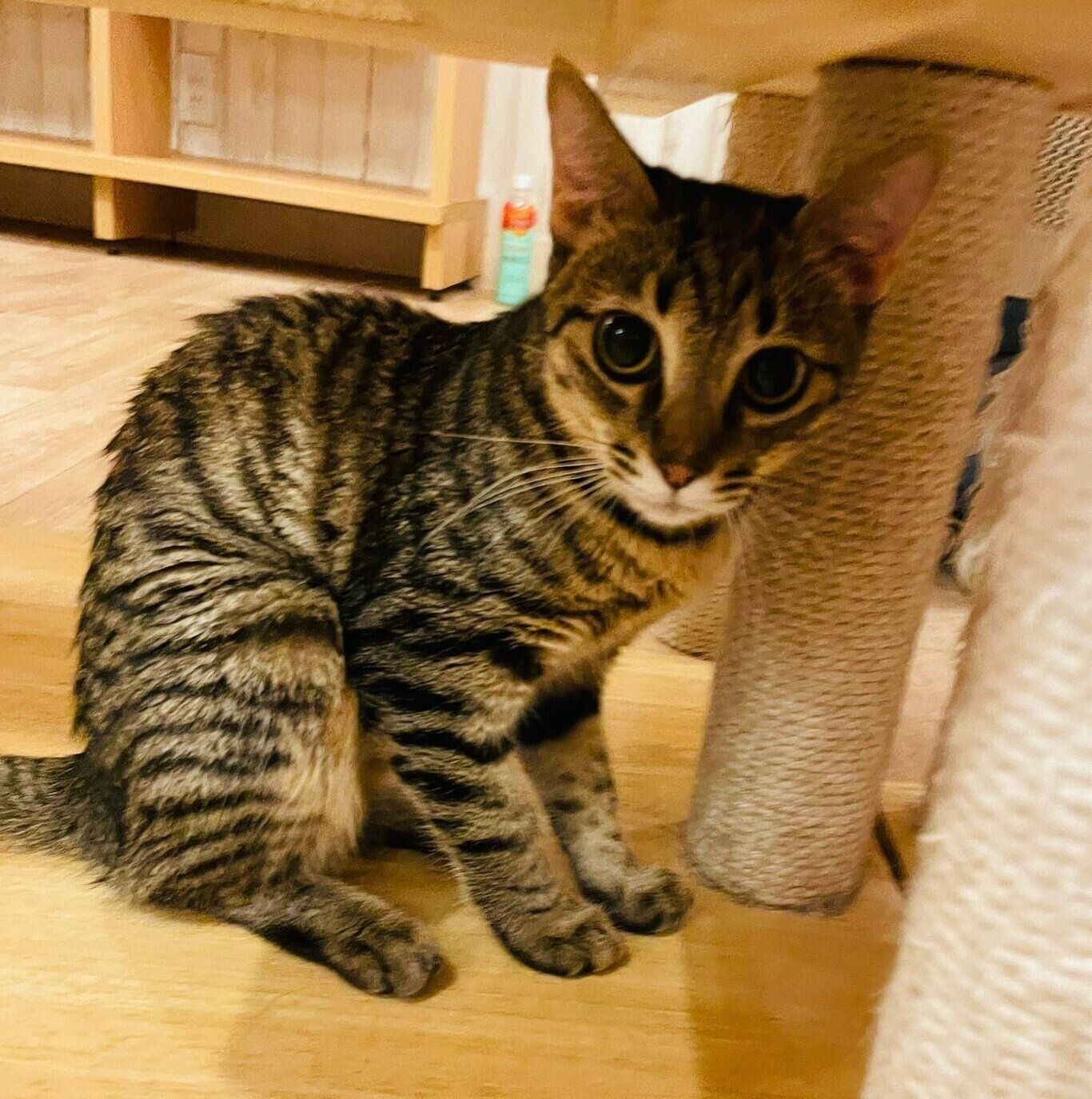 保護猫カフェにいたころのすずちゃん