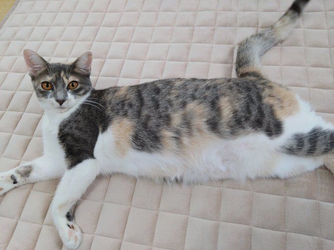 寝そべって飼い主を見る猫