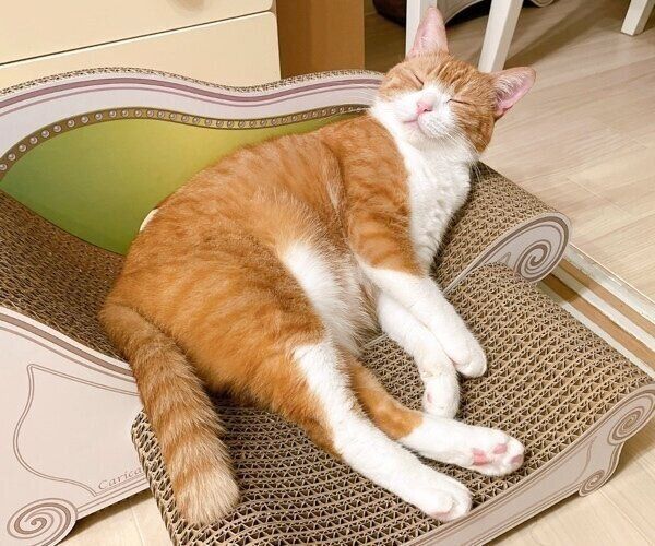 爪とぎでまったりするきなこちゃん