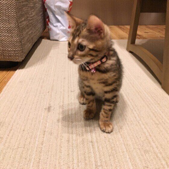 はじめておうちに来たベンガル