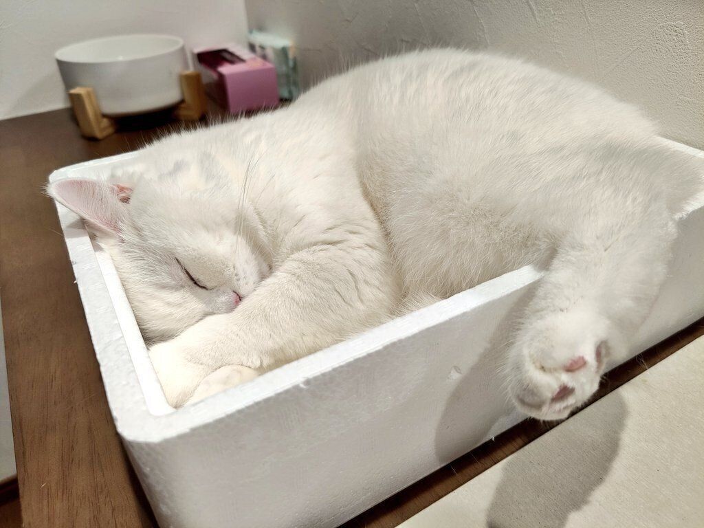 はむねこさま確認ページ♡ 定価 税込約3800円】ねこ、はじめました 全8巻セット - メルカリ