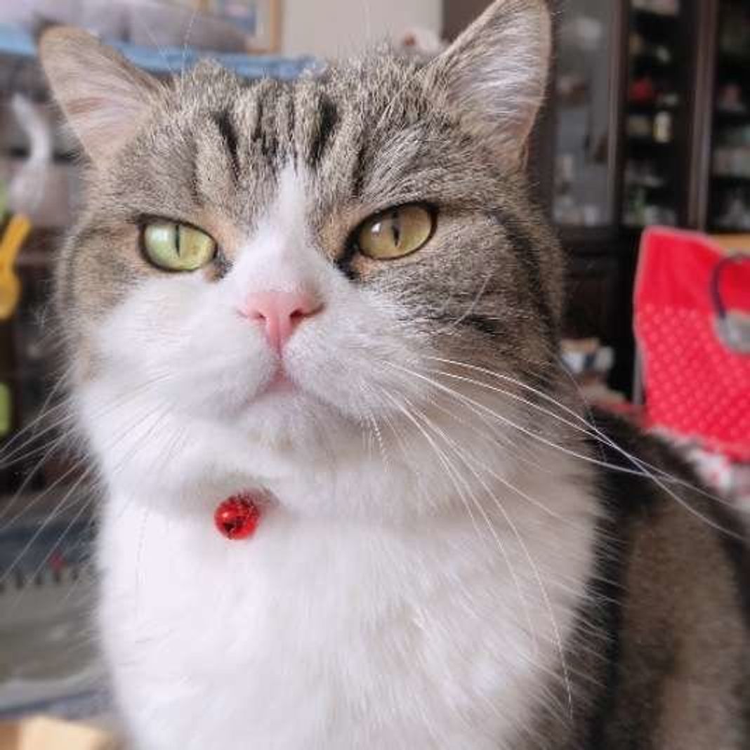 これから猫を飼いたい人が事前に確認するべき6つのこと ねこのきもちweb Magazine これから猫を飼いたい人が事前に確認するべき6つのこと ねこのきもちweb Magazine