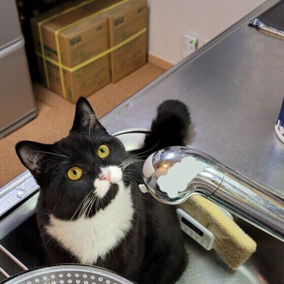 シンクで遊ぶポンちゃん