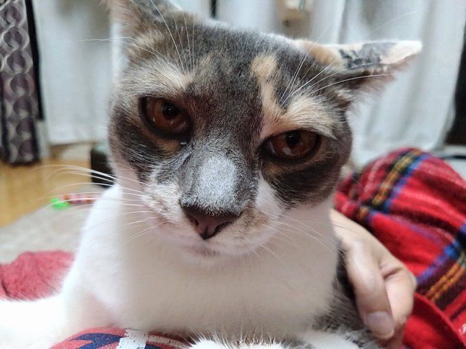 まったりしている猫