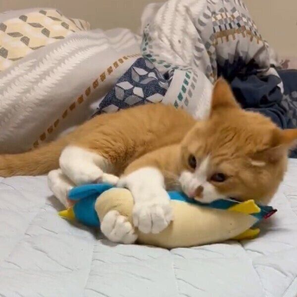 ペンギンで荒ぶりながら遊ぶさんてくん