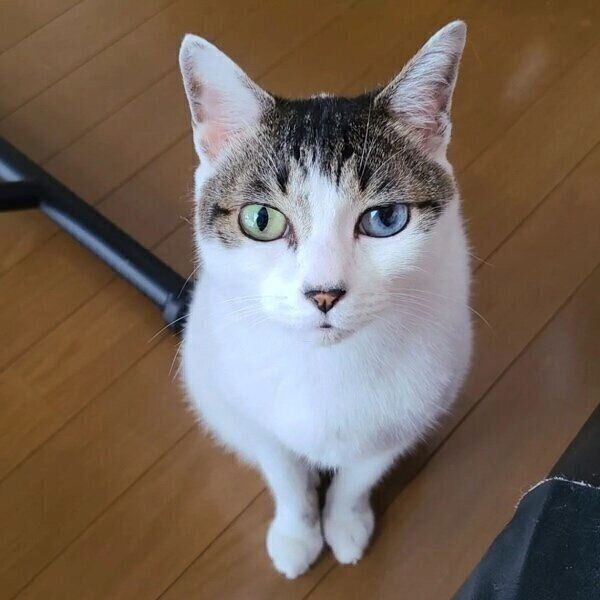 オッドアイのちびくん