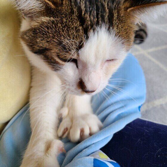 みゃーごくん（MIXキジトラ）