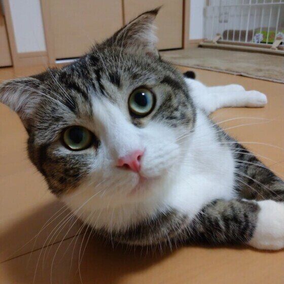 スコティッシュフォールドのてんくん