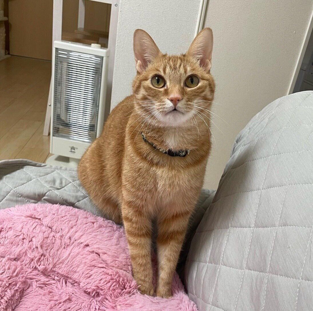 見つめるうにくん