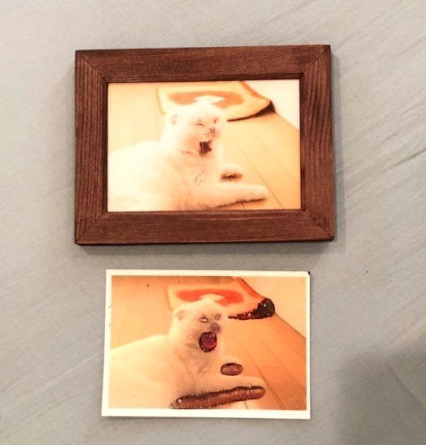 写真の印刷を間違えて、とんでもない姿になったむくちゃん