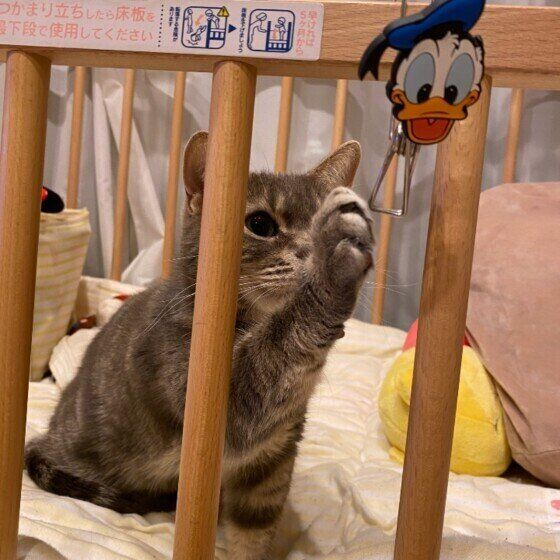 アメリカンショートヘア　ここ