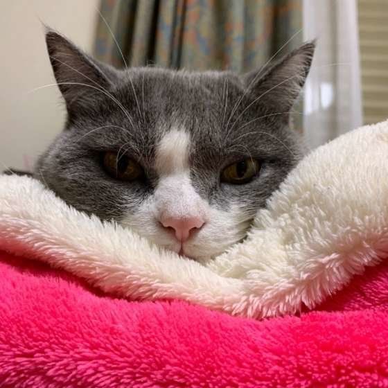 じっと見つめるブリティッシュショートヘア