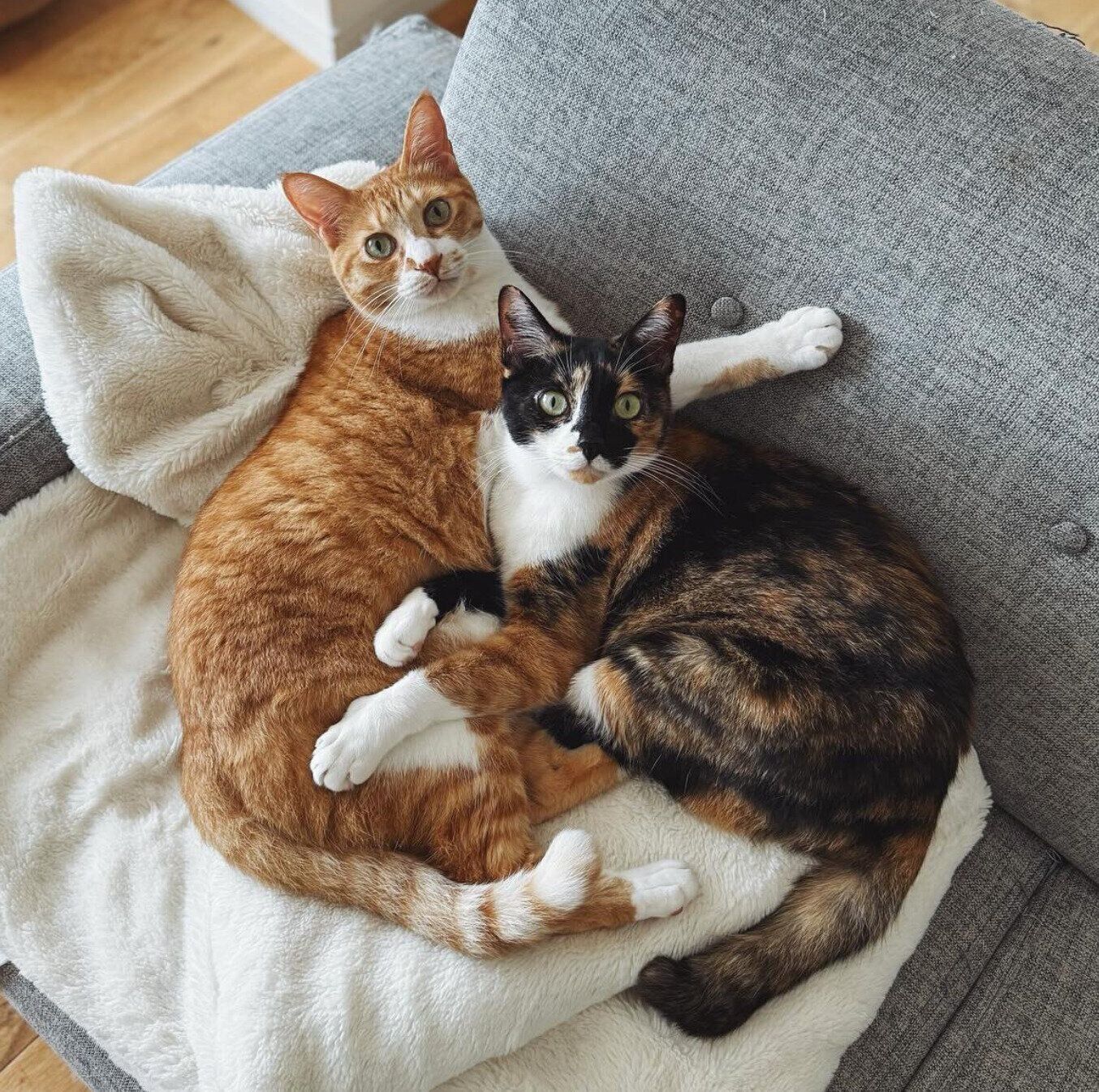 くっつくチャビくん、モチャちゃん。