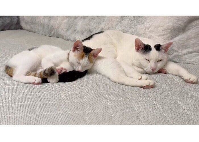 くっつくおこわちゃん、おこめちゃん