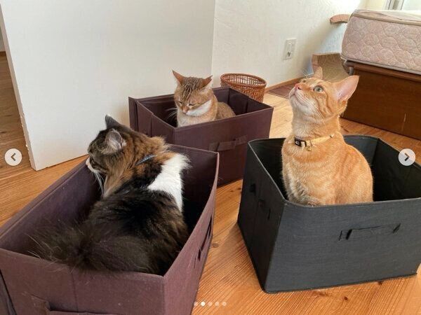 収納ボックスの中に入る猫たち