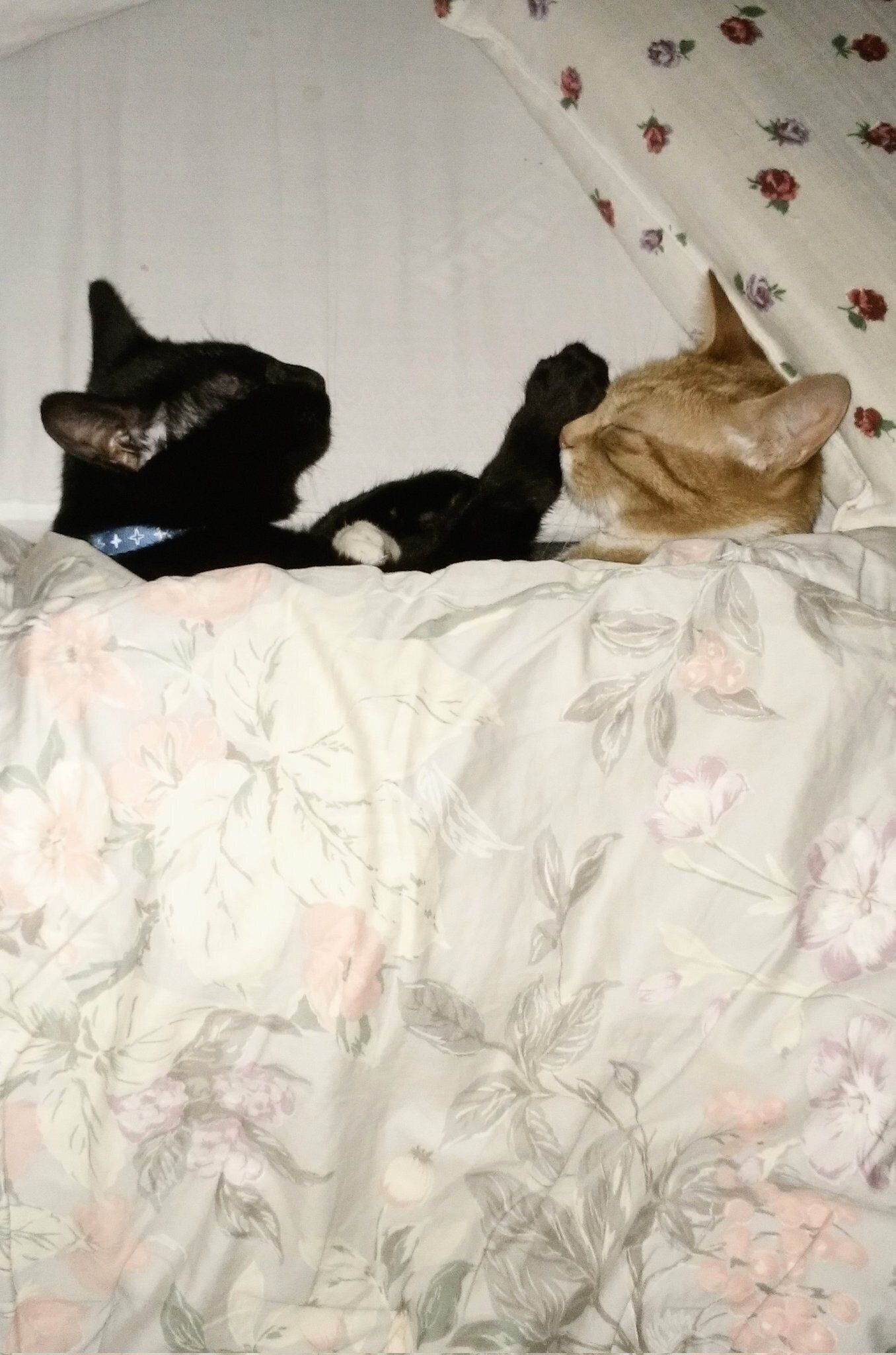 一緒に寝る2匹の猫