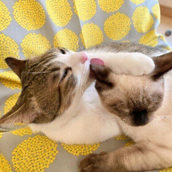 小春ちゃんとお兄ちゃん