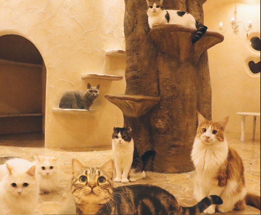 メルヘンチックな空間でくつろぐ猫たち