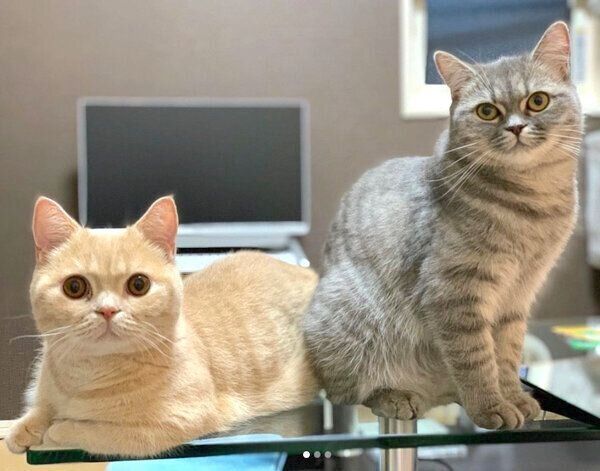 見つめるむぎくんとあおちゃん