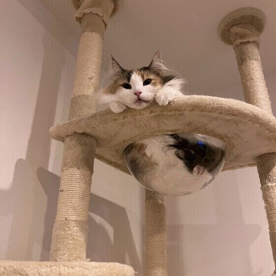 タワーの上で睡魔と戦うはいじちゃん