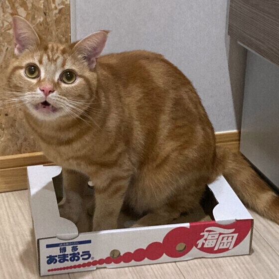 アメリカンショートヘアの小豆くん