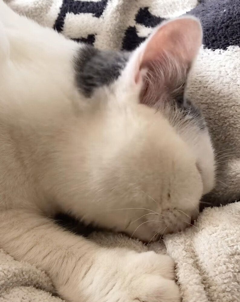 飼い主さんの左腕を吸っていたときの様子