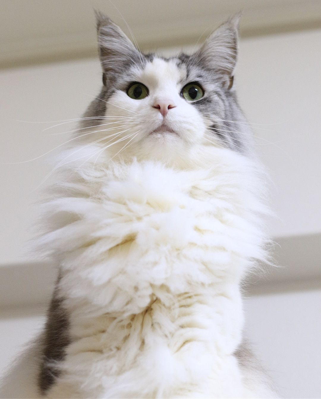 胸毛がフサフサのメインクーン