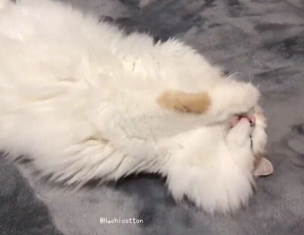 独特な方法で耳を掻くアポロくん