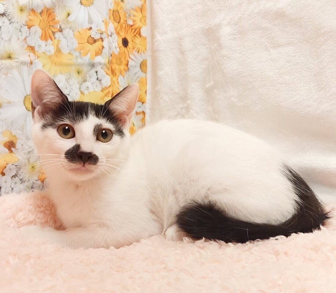 子猫の頃のチョロちゃん