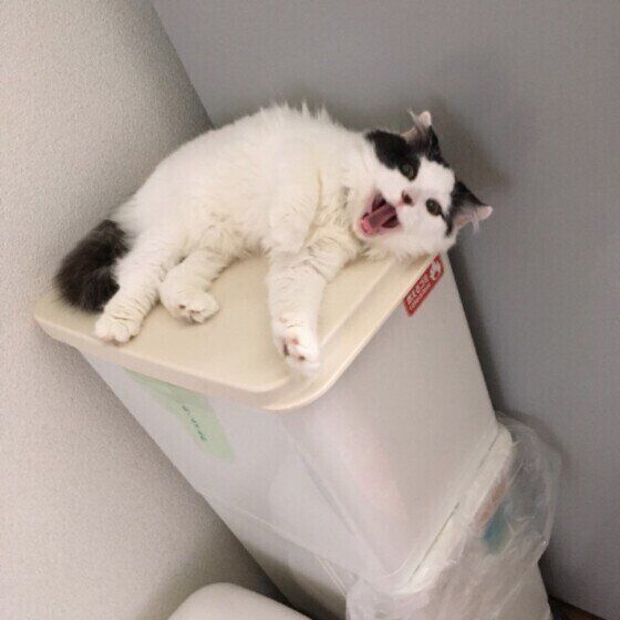 スコティッシュフォールドのゆっくん